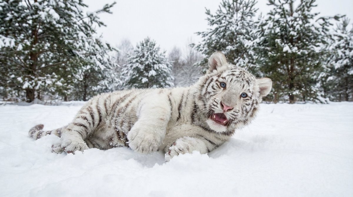 网红主播动物视频